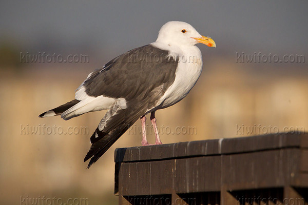 Western Gull Image @ Kiwifoto.com