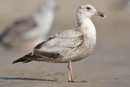 Western Gull (Pale Form)