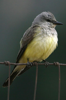 Western Kingbird Photo @ Kiwifoto.com