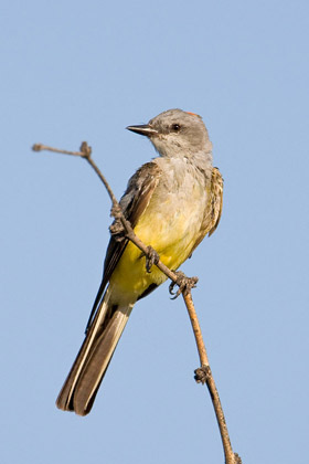 Western Kingbird Photo @ Kiwifoto.com