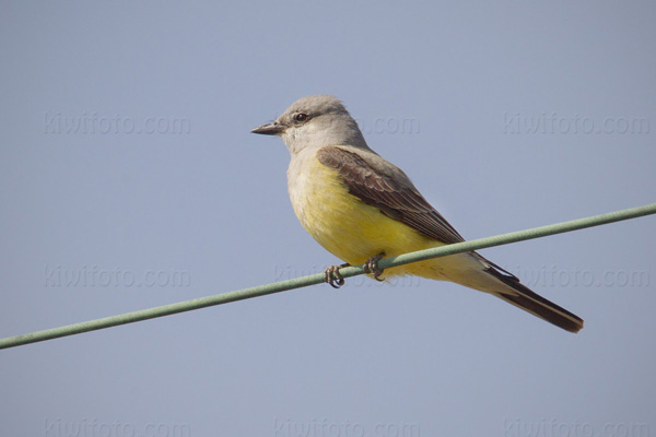 Western Kingbird Image @ Kiwifoto.com