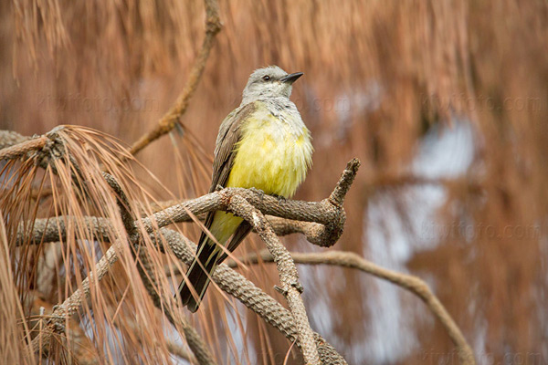 Western Kingbird Photo @ Kiwifoto.com