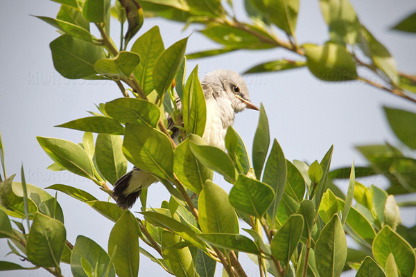 Western Kingbird (WEKI x STFL)