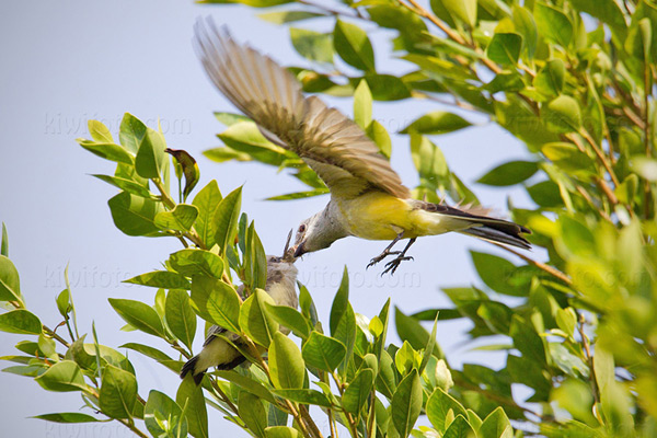 Western Kingbird Picture @ Kiwifoto.com