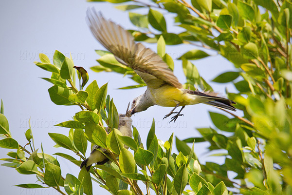 Western Kingbird Photo @ Kiwifoto.com