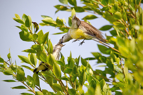 Western Kingbird Picture @ Kiwifoto.com