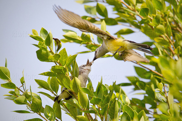 Western Kingbird Photo @ Kiwifoto.com