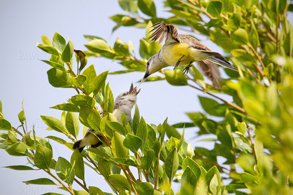 Western Kingbird Image @ Kiwifoto.com