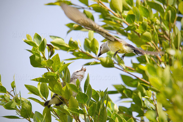 Western Kingbird Picture @ Kiwifoto.com