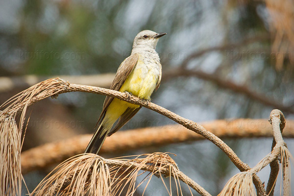 Western Kingbird Image @ Kiwifoto.com