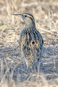 Western Meadowlark Photo @ Kiwifoto.com