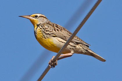 Western Meadowlark Image @ Kiwifoto.com