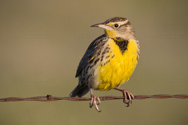Western Meadowlark Photo @ Kiwifoto.com