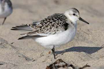Western Sandpiper Photo @ Kiwifoto.com