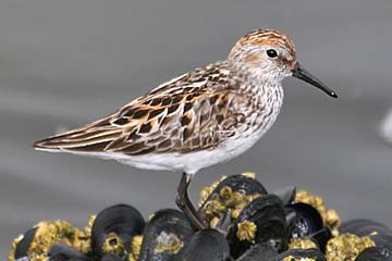 Western Sandpiper Image @ Kiwifoto.com