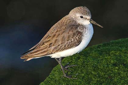 Western Sandpiper (basic plumage)