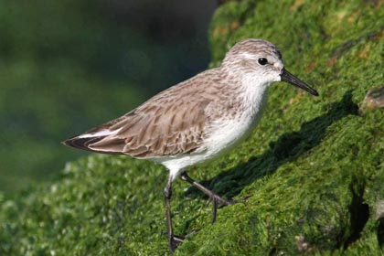 Western Sandpiper Image @ Kiwifoto.com