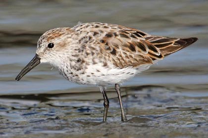 Western Sandpiper Photo @ Kiwifoto.com