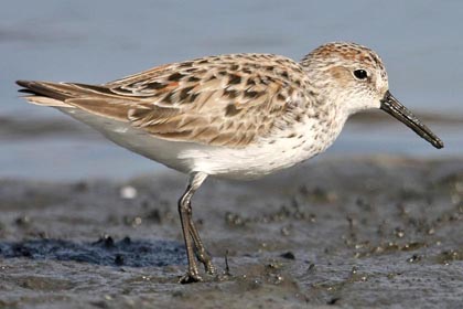 Western Sandpiper Image @ Kiwifoto.com