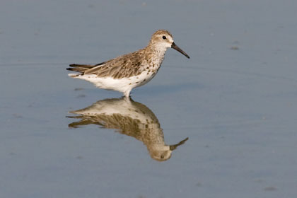 Western Sandpiper Photo @ Kiwifoto.com