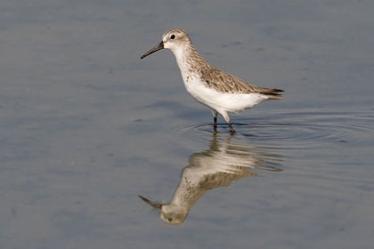 Western Sandpiper Image @ Kiwifoto.com