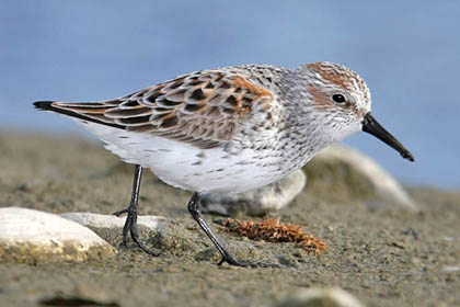 Western Sandpiper Photo @ Kiwifoto.com