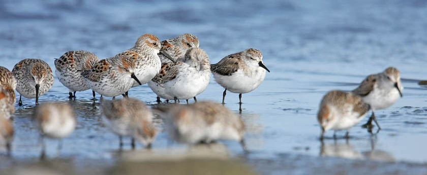 Western Sandpiper Image @ Kiwifoto.com