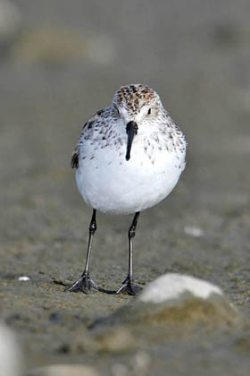 Western Sandpiper Image @ Kiwifoto.com