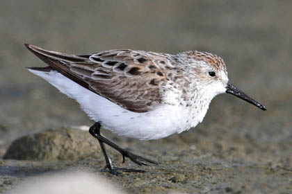 Western Sandpiper Photo @ Kiwifoto.com