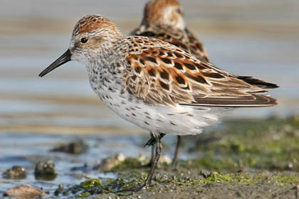 Western Sandpiper Photo @ Kiwifoto.com