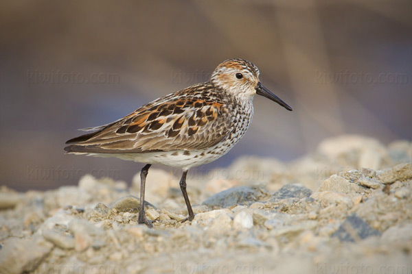 Western Sandpiper