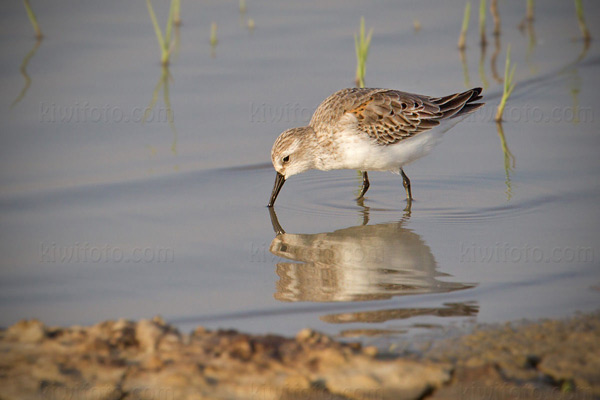 Western Sandpiper Photo @ Kiwifoto.com