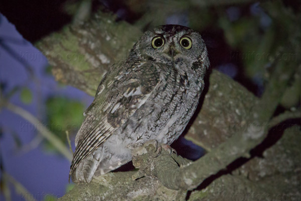 Western Screech-Owl Western Screech-Owl