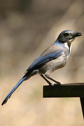 Western Scrub-Jay (A.c. woodhousei - Inland)