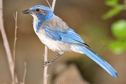 Western Scrub-Jay Image @ Kiwifoto.com