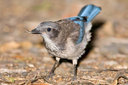 Western Scrub-Jay (juvenile)