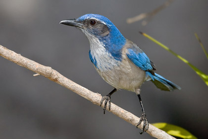 Western Scrub-Jay (A.c. californica - Coastal)