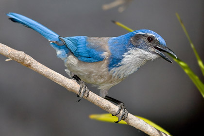 Western Scrub-Jay (A.c. californica - Coastal)