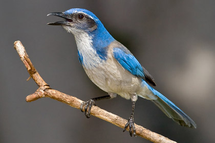 Western Scrub-Jay