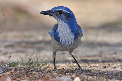 Western Scrub-Jay (A.c. woodhousei - Inland)