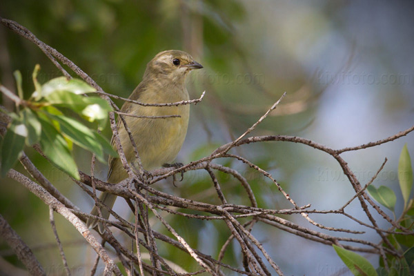 Western Spindalis (female)