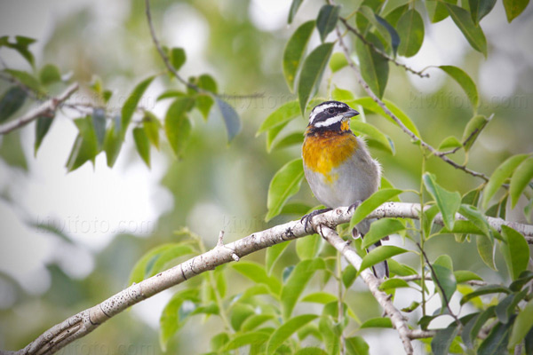 Western Spindalis Picture @ Kiwifoto.com