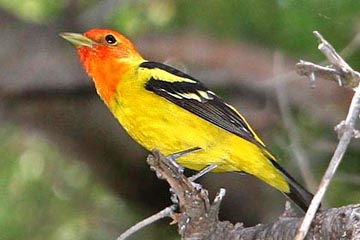 Western Tanager Photo @ Kiwifoto.com