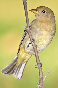 Western Tanager Image @ Kiwifoto.com