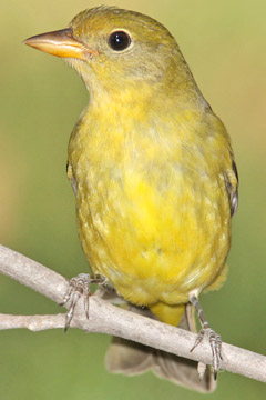 Western Tanager Image @ Kiwifoto.com