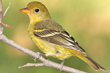 Western Tanager Photo @ Kiwifoto.com
