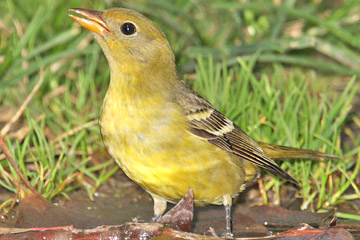 Western Tanager Image @ Kiwifoto.com