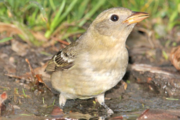 Western Tanager Picture @ Kiwifoto.com