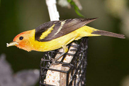 Western Tanager Picture @ Kiwifoto.com