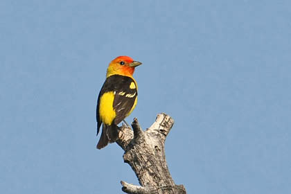 Western Tanager Image @ Kiwifoto.com